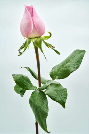 flowersの写真素材