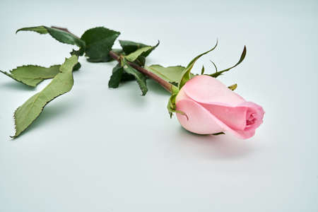 flowersの写真素材