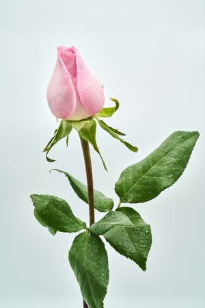 flowersの写真素材