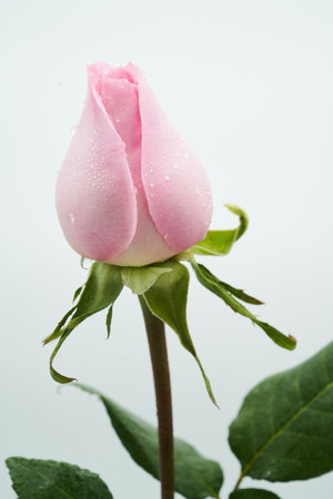 flowersの写真素材