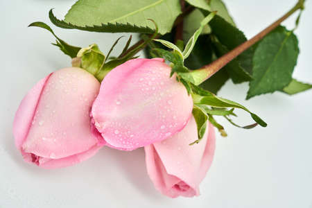 flowersの写真素材