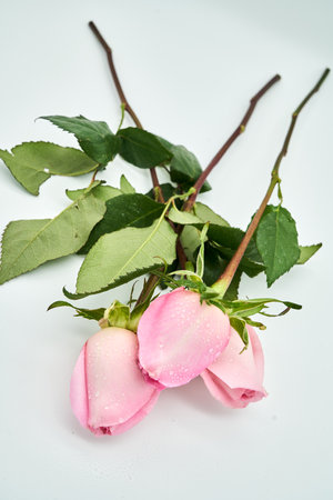 flowersの写真素材