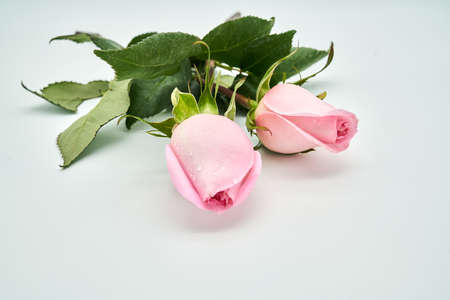 flowersの写真素材