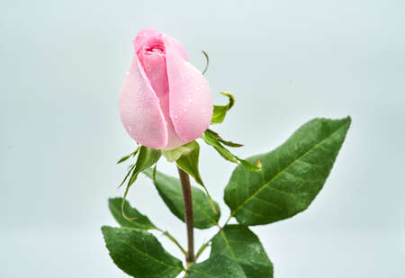 flowersの写真素材