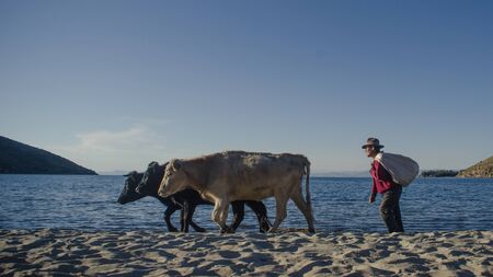 Bolivian man and three cows walkin by the beach of the sun's island at the titikaka lakeのeditorial素材