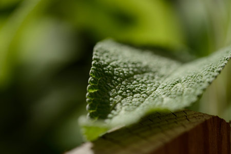 Sage leafの写真素材