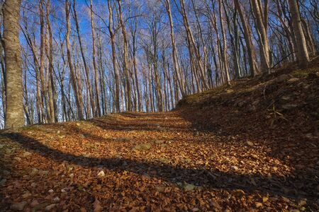 beech forestの写真素材