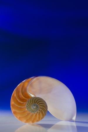 Section of Nautilus on blue backgroundの写真素材