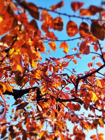 Winter Tree の素材