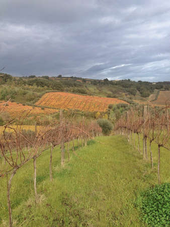 Vineyards in autumn under a cloudy skyの素材