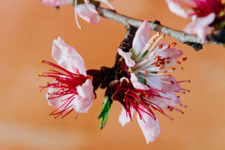 Peach Flowerの写真素材