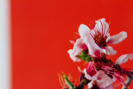 Peach Flower on Red Backgroundの写真素材