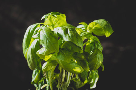 Basilの写真素材