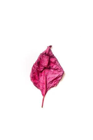 Dry red leaf on white backgroundの写真素材