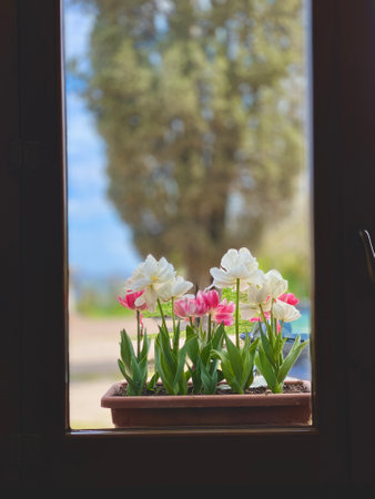 White and pink tulips blooming in a pot on a windowsill, with a blurred background of a treeの写真素材