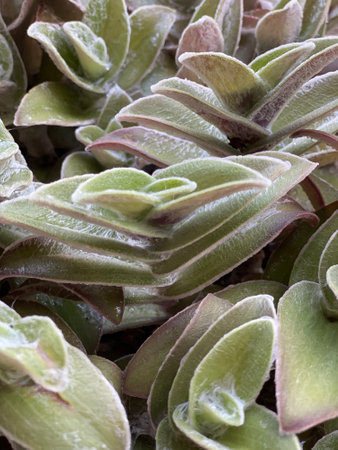 Close-up of boat lily or Moses-in-the-cradle (Tradescantia spathacea) leaves showing their unique texture and patternの写真素材