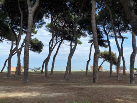 Pine tree trunks creating natural shade along coastal park landscape in Pineto, Abruzzo, offering serene woodland setting near shorelineの写真素材