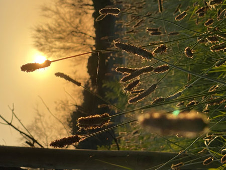 Golden-hour light illuminating ribwort plantain seed heads with delicate backlight in rural Pineto, Abruzzo landscapeの写真素材