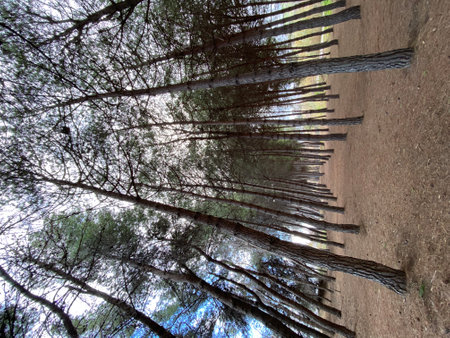 Pine tree trunks converging vertically through dense woodland, creating linear perspective in Pineto, Abruzzo forest landscapeの写真素材
