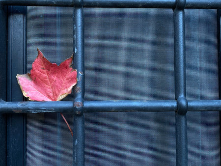 Crimson autumn leaf lying on rusty metal window grate, mosquito screen blurring background in...