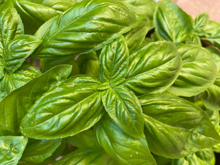 Close-up of healthy basil leaves thriving in Pineto, Italy, highlighting the plant's vibrant green color and textureの写真素材
