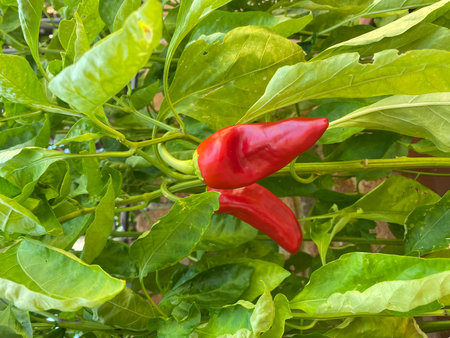 Ripe crimson peppers hanging from leafy plant branch, growing in sunlit vegetable garden near Pineto, Abruzzo, Italyの写真素材