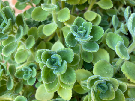 Vibrant green leaves of Cuban oregano flourishing in the warm Italian climate of Pineto, Abruzzo, showcasing nature's beauty and resilienceの写真素材