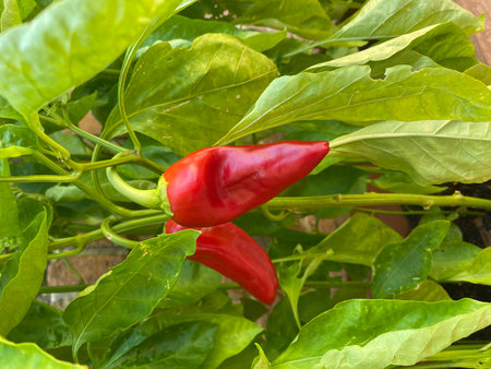 Close-up of two vibrant red peppers ripening on a healthy plant, surrounded by lush green leaves, showcasing the beauty of nature's bounty in an Italian gardenの写真素材