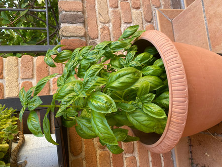 Healthy basil plant thriving in a terracotta pot, adding a touch of green to an outdoor setting in Pineto, Abruzzo, Italyの写真素材