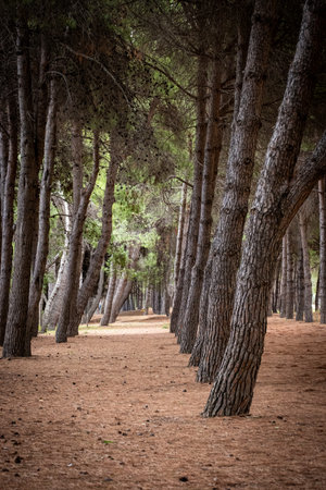 Pine forest showing an inviting path receding into the distance, with dry needles and pinecones covering the groundの写真素材