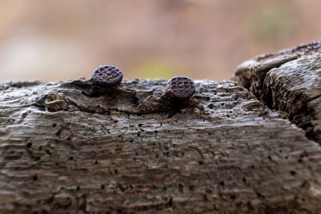 Two rusty nail heads showing texture and corrosion, embedded in a weathered wooden plank displaying decay and resilienceの写真素材