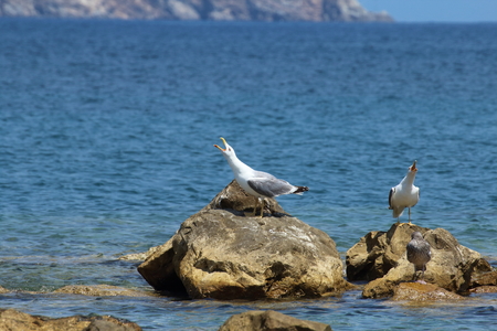 The shrill cries of the seagulls attract attentionの写真素材