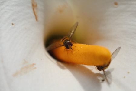Nice macro photos of beautiful bright insects. Only in NATURAL environment.