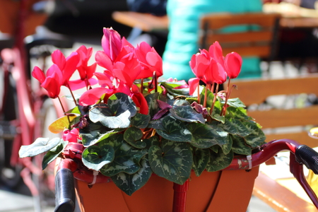 Old bicycle with flowers in the basket, parked in the cityの写真素材