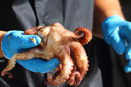 Cook cleans and prepares an octopus for cooking on the grillの写真素材