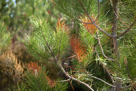 Young pine tree