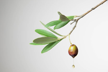 olive oilの写真素材