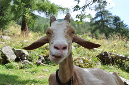 Happy goatの写真素材