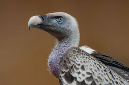 Condor