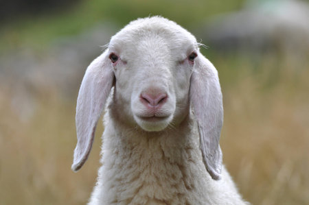 Lamb portraitの写真素材