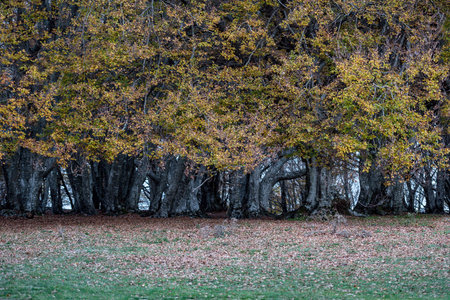 Autumnal trees on Italyの写真素材