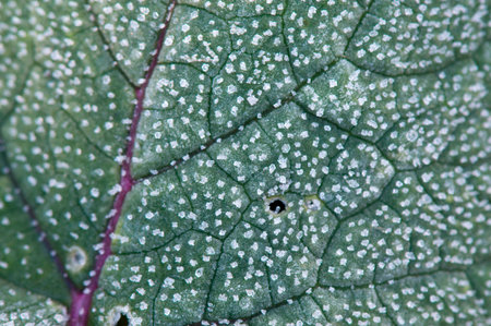 rhymes on leafの写真素材