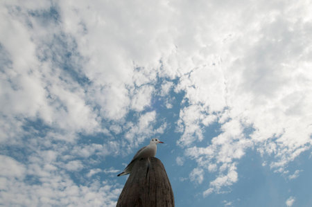 Gabbiano posato su un palo a Veneziaの写真素材