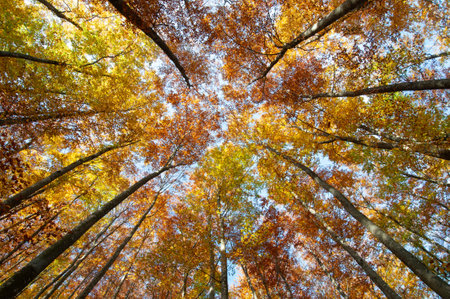 Autumn landscapeの写真素材