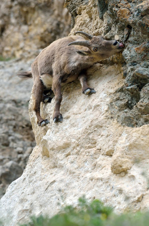 bouquetin ibex Capra ibex leaping mineralの写真素材