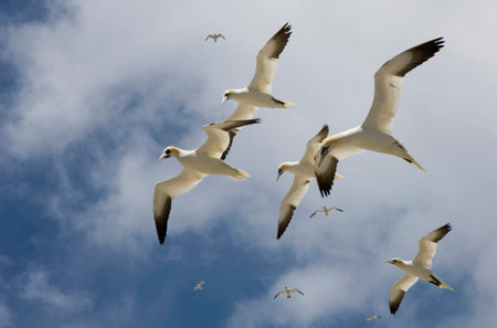 Northern Gannet, gannet, gannet, Bass Rock, Edimborough, Scotland, United Kingdom, UK, colony, colony, flying, flight,の写真素材