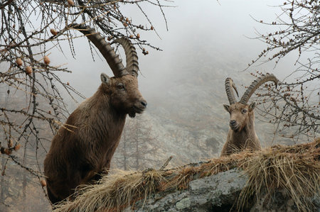 bouquetin ibex Capra ibexの写真素材