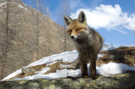 Red fox (Vulpes vulpes)の写真素材