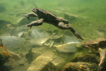 Bufo bufo, rospo comune, maschio, subaqueo, sottacqua, lago S. Agostino, Piemonte, Italia, Acqua, stagno, acquitrino,の写真素材