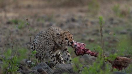 Young cheetah (Acinonyx jubatus) eating an impala carcass.